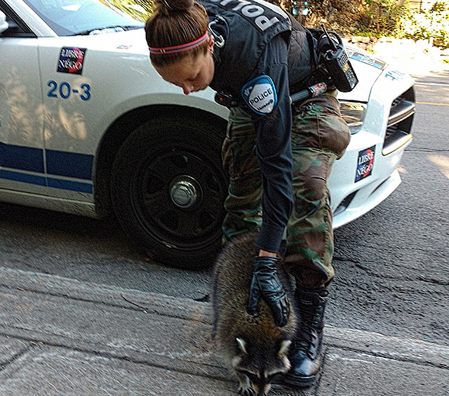 Cop with a big heart and a good punch saves raccoon